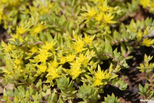 sedum